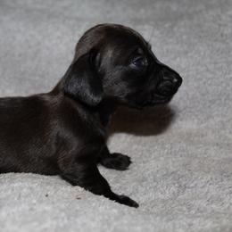 Shrek - Chocolate male Dachshund puppy in Kilgore, Texas from The Barefield Doxies