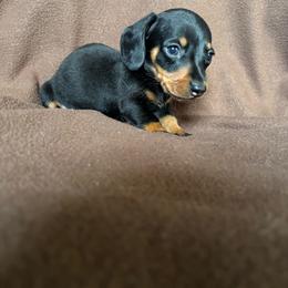 Leo - Black and tan male Dachshund puppy in Opelika, Alabama from Dachshund Darlins