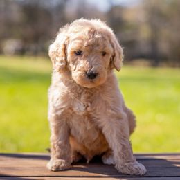 Goldendoodle and Poodle Puppies from Corbin’s Southern Curl’s