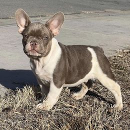 French Bulldogs from Highway_Bullyz