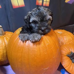 Djinn - Gold sable male Lowchen puppy in Grand Rapids, Michigan from Lionkru Lowchen and Standard Poodles