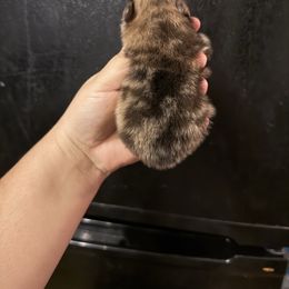 Red - Orange sable male Pomeranian puppy in Ector, Texas from BB Pomeranians