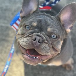 French Bulldog All Grown Up from Jessie's Frenchies