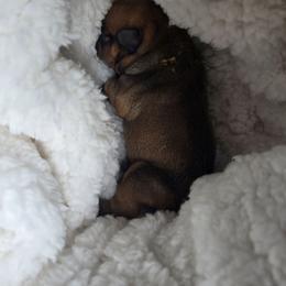 Boy 1 - Fawn male French Bulldog puppy in Santa Fe, New Mexico from ZiaLine French Bulldogs