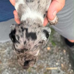 Übel - Dachshund