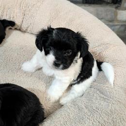 KB Parti Girl 2 - Heart - Parti female Yorkshire Terrier puppy in Owenton, Kentucky from Robertson's Dream Ranch Aussies & Yorkies