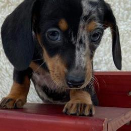Dachshund Puppies from Nana’s Pups Miniature Dachshunds