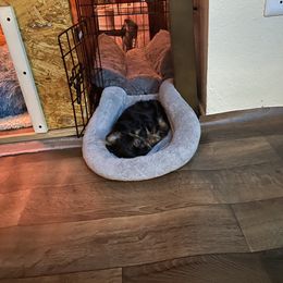 Yorkshire Terrier Puppies from Cutest AKC AZ Yorkies