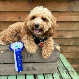 Cockapoo and Goldendoodle All Grown Up from Forest Creek Kennel
