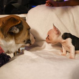 French Bulldog Puppies from For The Love of Frenchies