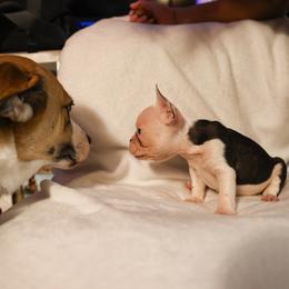 French Bulldog Puppies from For The Love of Frenchies