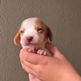Lemonhead - Lemon and white male Beagle puppy in Lake City, Florida from Sunkissed Beagles