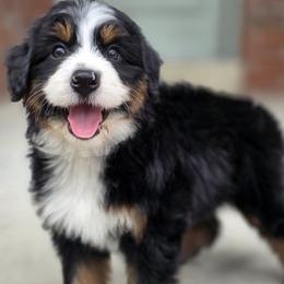 Rain - female Australian Mountain Doodle puppy in Hooper, Utah from Saltwater Doodles