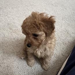 Poodle Puppies from ItalianToyPoodles