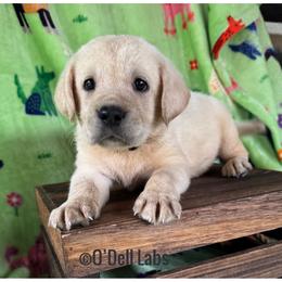 Marley - Yellow male Labrador Retriever puppy in Sullivan, Missouri from O’Dell Labs