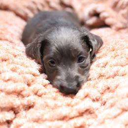 Blue - Gray (blue) male Dachshund puppy in Eaton, Ohio from Miniature Alphas Dachshunds