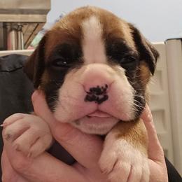 Winnie - Fawn female Boxer puppy in East Moline, Illinois from WildRiver Boxers