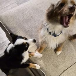 Miniature Australian Shepherds from KHA