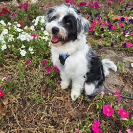 Aussiedoodle All Grown Up from Cooper’s Mini Doodles