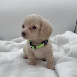 Green - Cream male Dachshund puppy in Goodyear, Arizona from AZ Royal Doxies llc