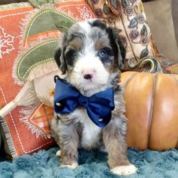 Chief Navy - Blue merle male Bernedoodle puppy in Delphos, Ohio from Route 66 Poodles & Doodles, Sapphire Shih-tzu's of Ohio