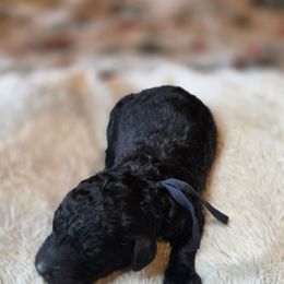 Bang - Black male Poodle puppy in Springfield, Oregon from Valaurah Farms