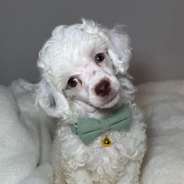 READY TO GO NOW AKC Alfalfa - Parti male Poodle puppy in Tampa, Florida from The Sweet Life of a Toy Poodle