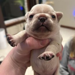 Cream 1 - Cream female French Bulldog puppy in Colbert, Washington from Casey Sparber's French Bulldogs