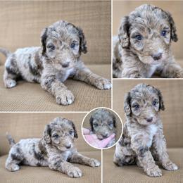 Petunia Pink - Merle female Goldendoodle puppy in Delphos, Ohio from Route 66 Poodles & Doodles, Sapphire Shih-tzu's of Ohio