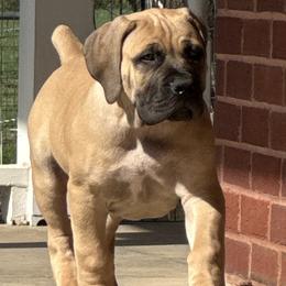 Black collar male - Fawn male Boerboel puppy in Bon Aqua, Tennessee from Erickson Ranch Boerboels