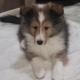 Shetland Sheepdog Puppies from Hawks Acres Shelties