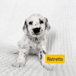 Ristretto - LUA long coat - White and black male Dalmatian puppy in Davenport, Florida from Sunny Jewels Dalmatians