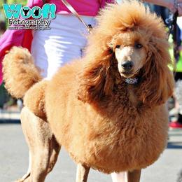 Cavalier King Charles Spaniel and Poodle All Grown Up from Central Coast Standard Poodles & Cavaliers