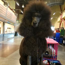 Poodles from Bear Cove Standard Poodles