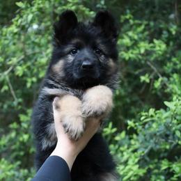 Rocky - Black and red male German Shepherd puppy in Canton, Texas from WILDWOOD GERMAN SHEPHERDS