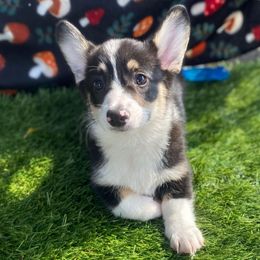 Crackle - Black and white male American Corgi puppy in Hueytown, Alabama from AAA Corgis