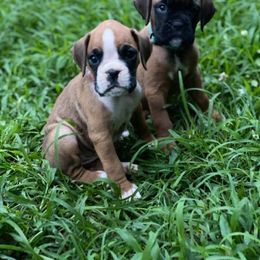 Boxer Puppies from von Ascalon