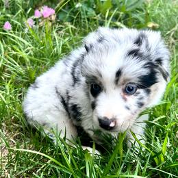 Pistachio - Blue merle male Australian Shepherd puppy in Marshfield, Vermont from Discovery Hill Australian Shepherds