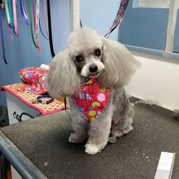 Poodle Puppies from Caloosa Kennels