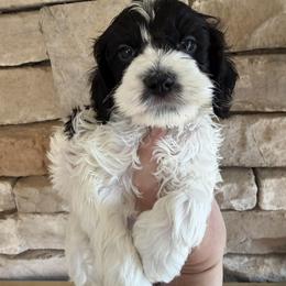 Nixon - Black and white male Cockapoo puppy in Connersville, Indiana from MoonShine Babies