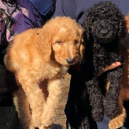 Poodles from Bellas Beauty’s