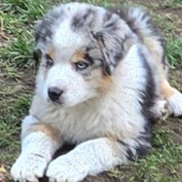 Harley - Blue merle male Miniature Australian Shepherd puppy in Crestline, California from Haugen's Minis