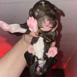 Girl 2 - Brown and white female Bernedoodle puppy in Mckenzie, Tennessee from Small Town Doodles & Poodles