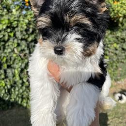 Biewer Terrier and Yorkshire Terrier Puppies from York Town California