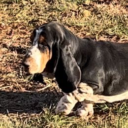 Baldwin - Basset Hound