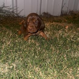 Boy 5 - Liver and tan male Bloodhound puppy in Tahlequah, Oklahoma from HNH Hounds
