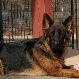 Lexy - German Shepherd