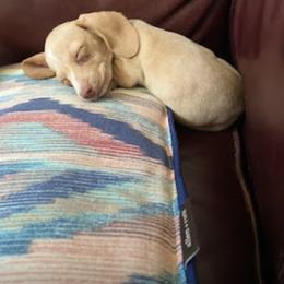 Dachshund Puppies from Ranchy Doxies