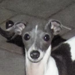 Swinger - Italian Greyhound