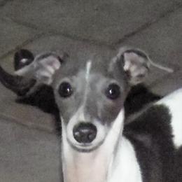Swinger - Italian Greyhound